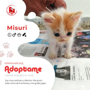 Gato bebe en adopción