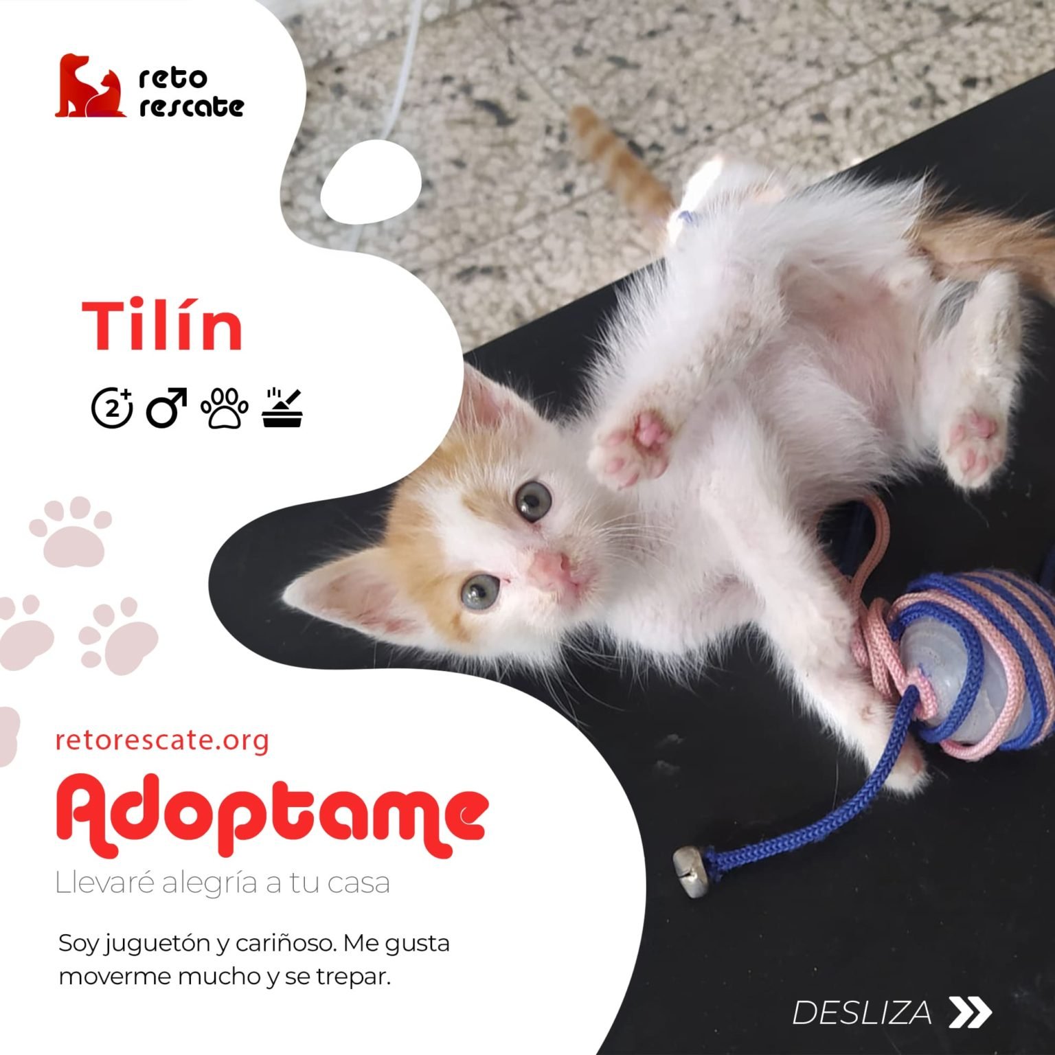 Gato bebe en adopción