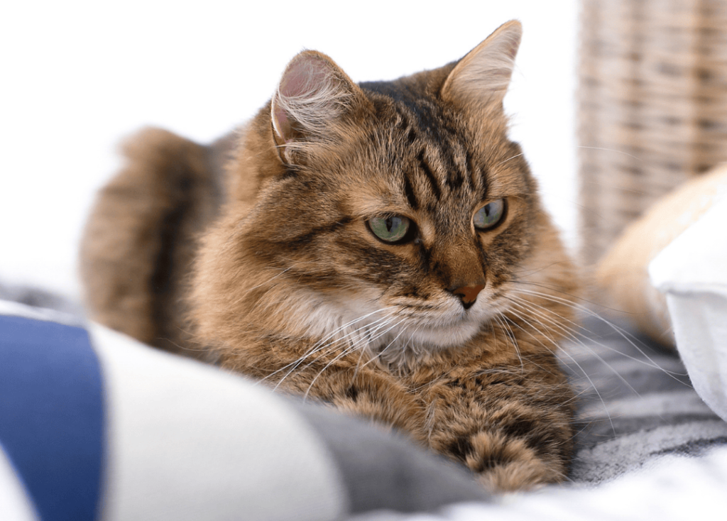 Espacio cómodo preparado en la cama para invitar a tu gata a dormir contigo nuevamente