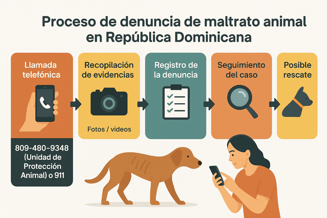 Infografía del proceso completo para utilizar el teléfono para denunciar maltrato animal RD efectivamente