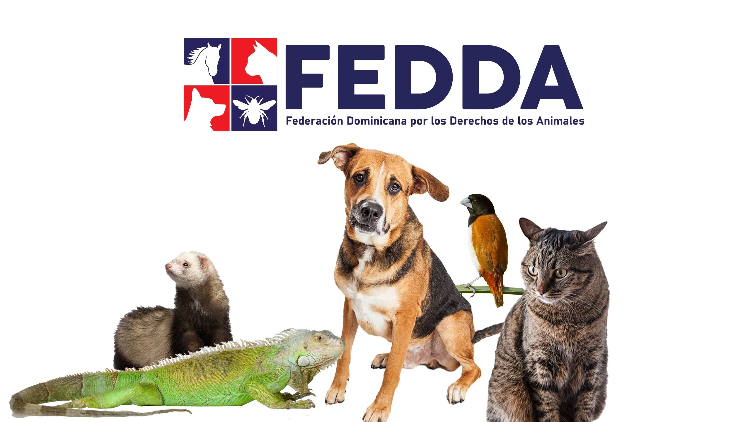 Federación Dominicana por los Derechos de los Animales FEDDA RD