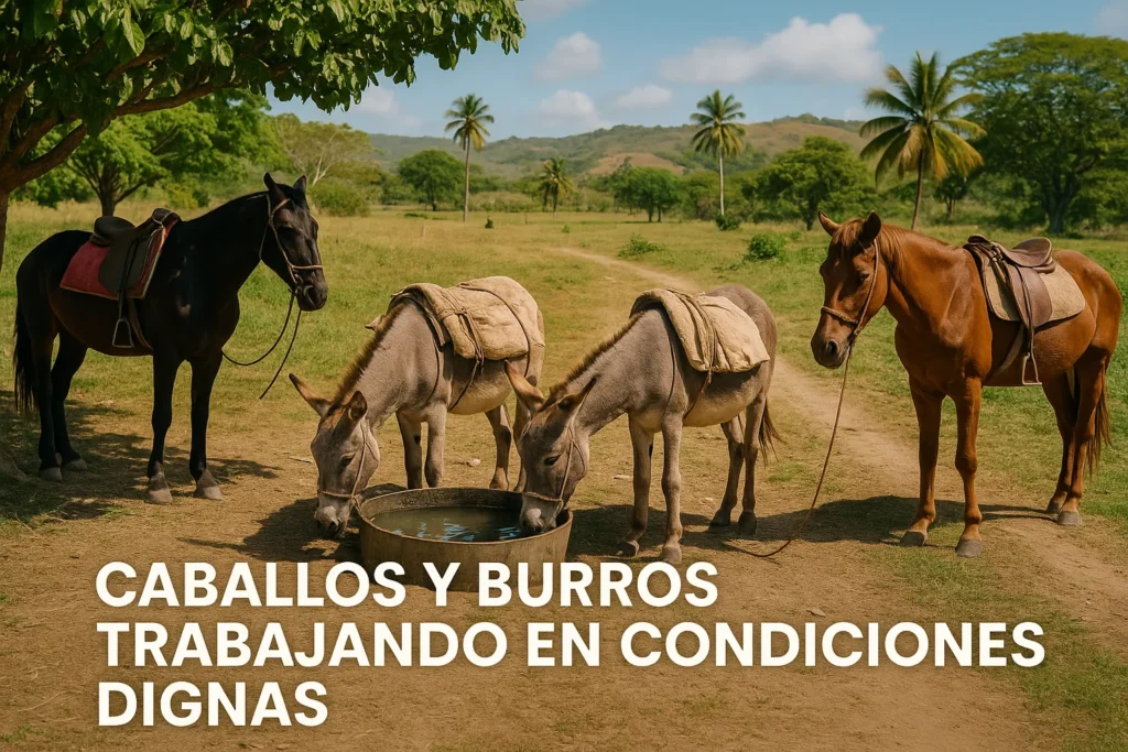 Animales de trabajo protegidos bajo Ley 248-12 bienestar animal