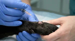Veterinario realizando una citología para diagnosticar un bulto en la pata de un perro